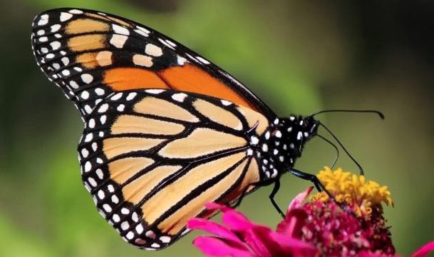 Feds @environmentca officially list iconic Monarch Butterfly as endangered. blacklocks.ca/official-monar… #cdnpoli