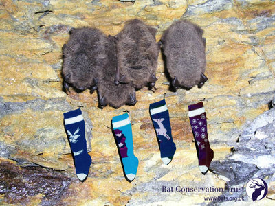 Most bats will probably only check their Xmas stockings once warmer weather returns in 2024. The best present we can give bats is to help secure their future in our changing world in order to achieve our vision of a world rich in wildlife where bats and people thrive together.
