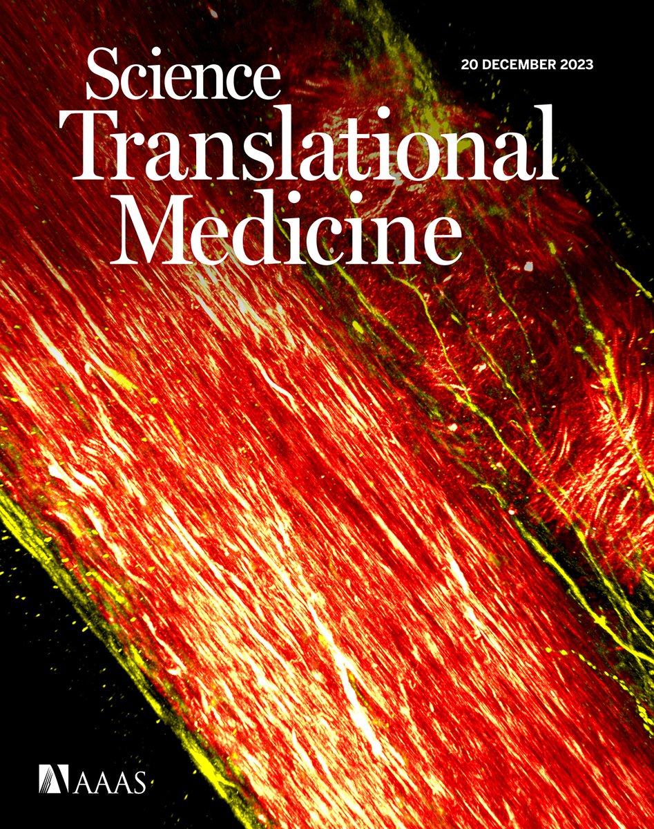 The new issue of #ScienceTranslationalMedicine is out! New research in mice reveals that the liver acts as a hub for vaccine immunity against invasive bacteria, common hormones may be major culprits in muscle wasting after spinal cord injuries, and more. scim.ag/5h9
