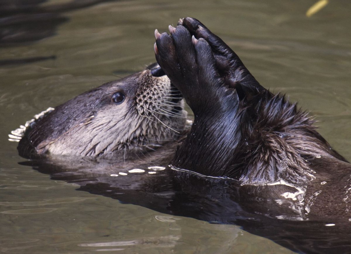 SacramentoZoo tweet picture