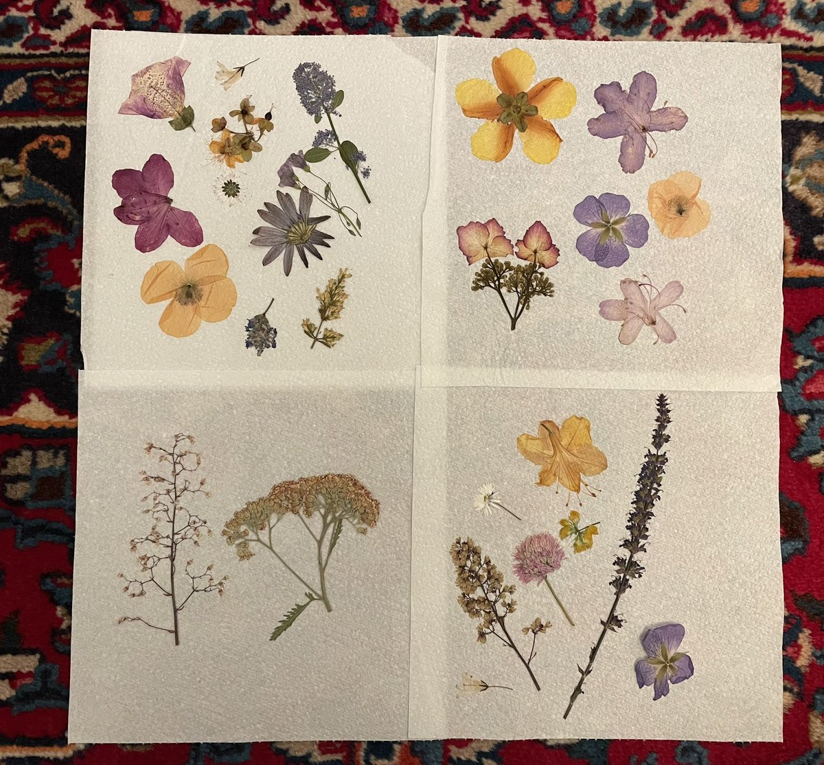 From the longest day to the shortest. At the summer solstice I took cuttings of all the flowers in my garden, to be pressed and unveiled on the winter solstice. Here they are! Lovely moment of joy in the depths of winter. Thank you @porridgebrain for the inspiration! #Solstice