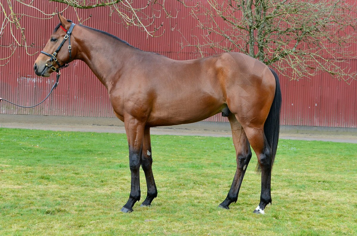 ANBloodstock's tweet photo. 💥D J Zanetti💥(@TaraStud Estidhkaar) sheds his maiden tag in impressive fashion on just the second time of asking after a long absence, under @johnegan1968 for @philmcentee1 and @Orbital_Racing. Sold @Tattersalls1766 Guineas @BrzUps Sale to @ianwilliamsraci. Well done to all👏🏼 https://t.co/N2mDaXEDKH