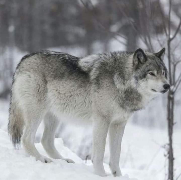 #wolf #wolfdog #wolves #dogs #wolfdog  #wolfgirl #animal #wildanimal #snowwolf #animals #roar #pet #homies #bravo #americanwolf #life #morningwolf #native #nativeculture #wolfcommunity #wolfdogpuppy #lonewolf #siberianwolf #wolfdoggy #wolflove #highcontentwolf #wolfdoglove