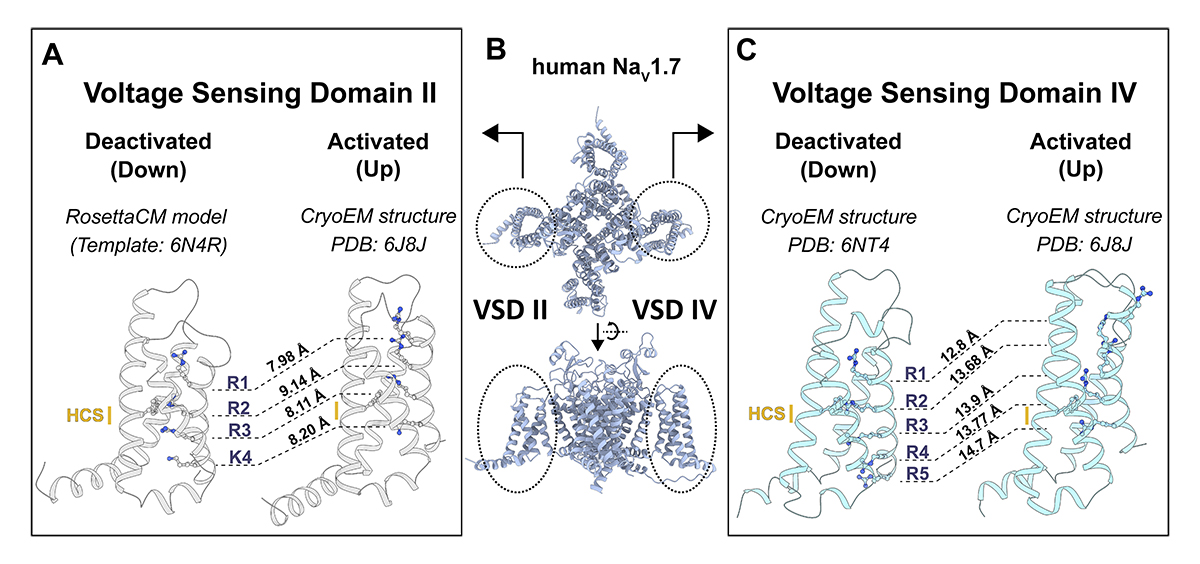 Journal of General Physiology (@jgenphysiol) on Twitter photo Ngo, Lopez Mateos, <a href="/vyy_sf/">Vladimir Y-Y</a>, <a href="/VorobyovUCD/">Igor Vorobyov</a> et al. <a href="/ucd_physiology/">UC Davis Physiology</a> evaluate the state-dependent binding of PTx2 to NaV1.7, a voltage-gated sodium channel that plays a crucial role in #pain perception. hubs.la/Q02dzXwh0
#ComputationalBiology #IonChannels Ngo, Lopez Mateos, <a href="/vyy_sf/">Vladimir Y-Y</a>, <a href="/VorobyovUCD/">Igor Vorobyov</a> et al. <a href="/ucd_physiology/">UC Davis Physiology</a> evaluate the state-dependent binding of PTx2 to NaV1.7, a voltage-gated sodium channel that plays a crucial role in #pain perception. hubs.la/Q02dzXwh0
#ComputationalBiology #IonChannels