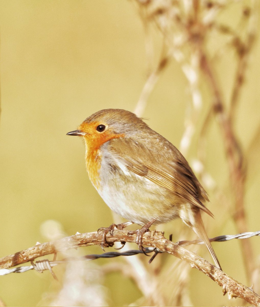 A wee Robin from the weekend for #nationalrobinday #birdphotography #scottishborders #twitternaturecommunity #naturephotography