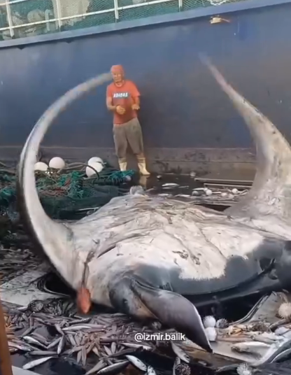 GlobalZoologic's tweet photo. A large manta (probably the endangered oceanic manta ray) struggles after being caught as bycatch in Indonesia. Very sad. https://t.co/ZaV9aFs8k7