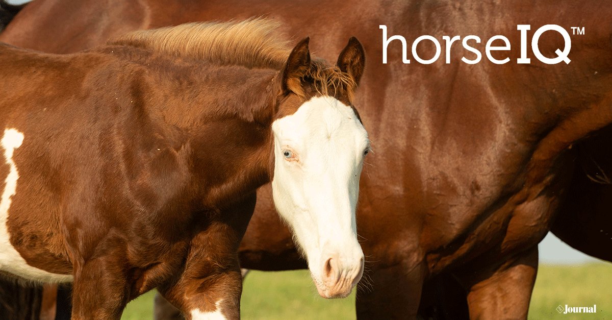 We’re excited to announce the newest course in the horseIQ line-up: 𝐁𝐫𝐨𝐨𝐝𝐦𝐚𝐫𝐞 𝐚𝐧𝐝 𝐅𝐨𝐚𝐥 𝐂𝐚𝐫𝐞!

For more information about the course or to register for horseIQ, visit bit.ly/BroodmareFoalC…
#MarkedForGreatness | #horseiq | #painthorse