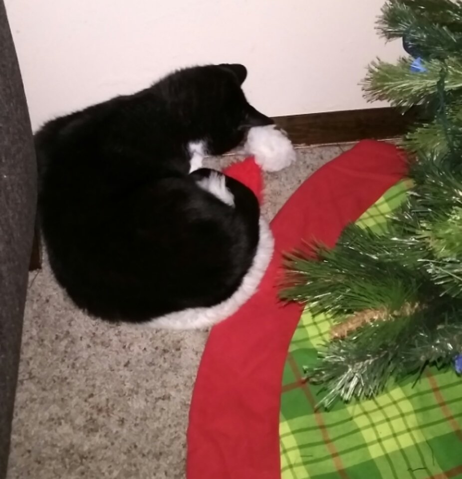 That #Christmas Fred thought Santa's hat made a fine bed.
#CatsOfTwitter #CatsOnTwitter #CatTwitter #tuxiecats #seniorcats #mytuxiepals #memories #moggies #catpics #cats #RescueCats #sleepingcats 🌈