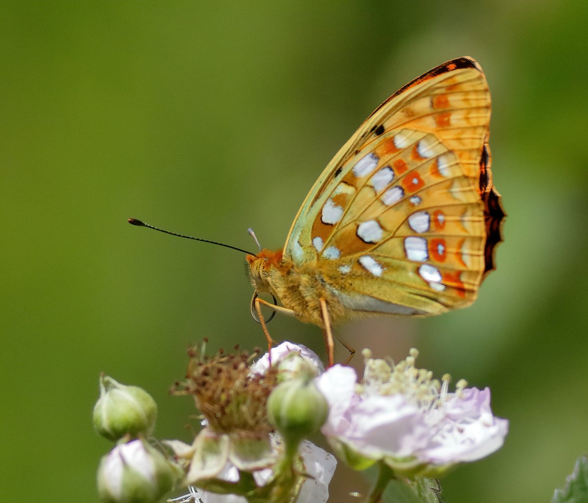 High-brown fritillary Dartmoor this summer.