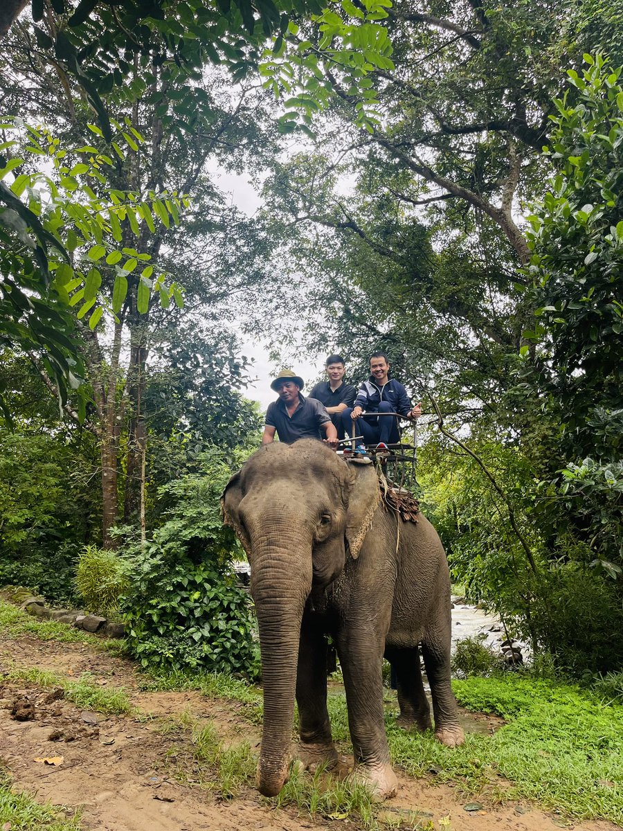 Hello guys, voi bản đôn xin kính chào quý khách!
#voibandon #daklak #vietnam