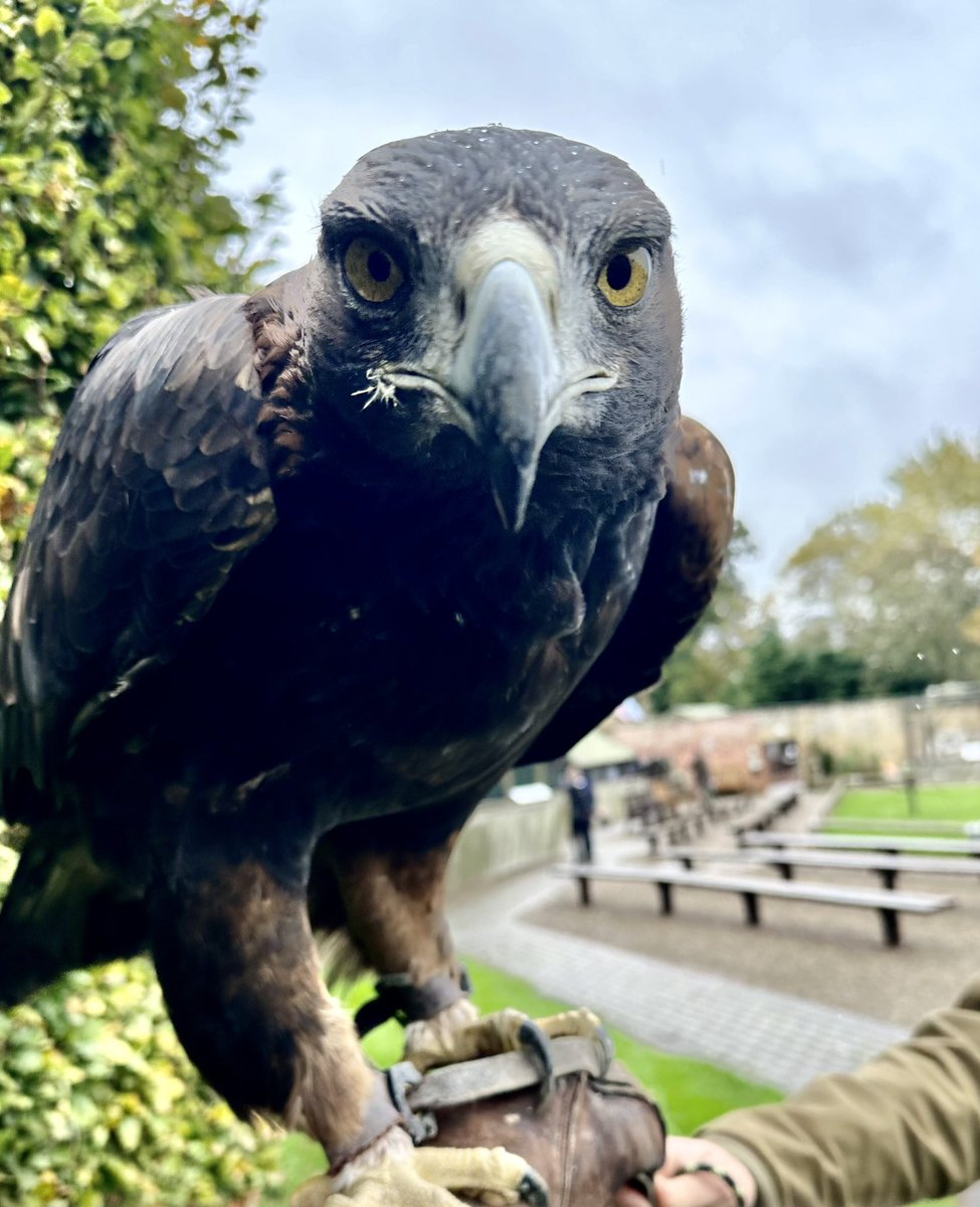 Samuel West ๐๐ (@exitthelemming) on Twitter photo And if youโre NOT doing something else, thereโs a special #ACGAS edition of <a href="/TheYorkshireVet/">The Yorkshire Vet</a> just before (at 8pm). I get to meet some fabulous birds and talk abt Donald Sinclair (the real Siegfried Farnon), who Peter worked with as a young vet.
Nick, Anna and Rach are in it too And if youโre NOT doing something else, thereโs a special #ACGAS edition of <a href="/TheYorkshireVet/">The Yorkshire Vet</a> just before (at 8pm). I get to meet some fabulous birds and talk abt Donald Sinclair (the real Siegfried Farnon), who Peter worked with as a young vet.
Nick, Anna and Rach are in it too