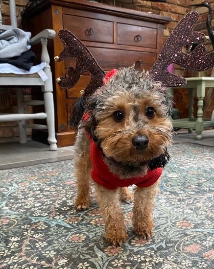 A favourite pet contributing to a fun-filled festive season.
#laughteristhebestmedicine #MentalHealthMatters
