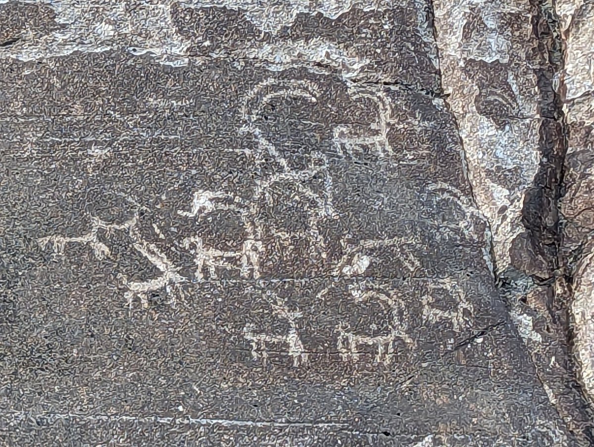 Himalayan ibex are the most numerous wild ungulate in Pakistan. This one was photographed in Gilgit-Baltistan which is described by locals as, 'The Land of the Ibex'. 3000 year old petroglyphs suggest that the area has been home to a lot of Ibex, for a long time!