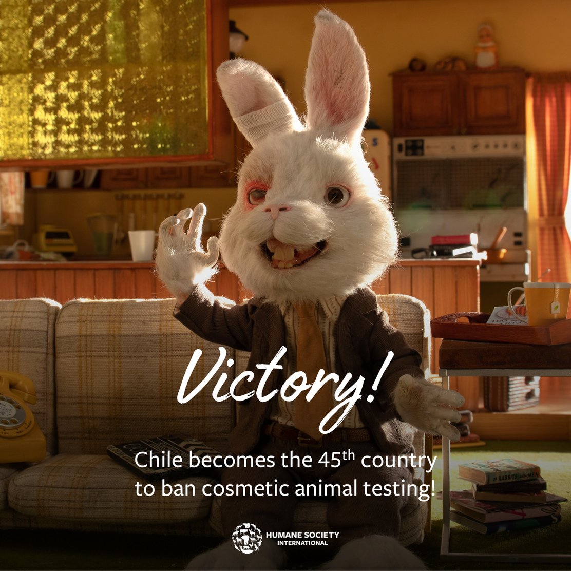 VICTORY! 🎉 After a multi-year campaign by HSI and our partner, Chile has officially banned cosmetic animal testing!

The cruelty-free bill just passed final vote in the Senate, making Chile the 45th country to #BeCrueltyFree.

A historic moment for animals across the country!