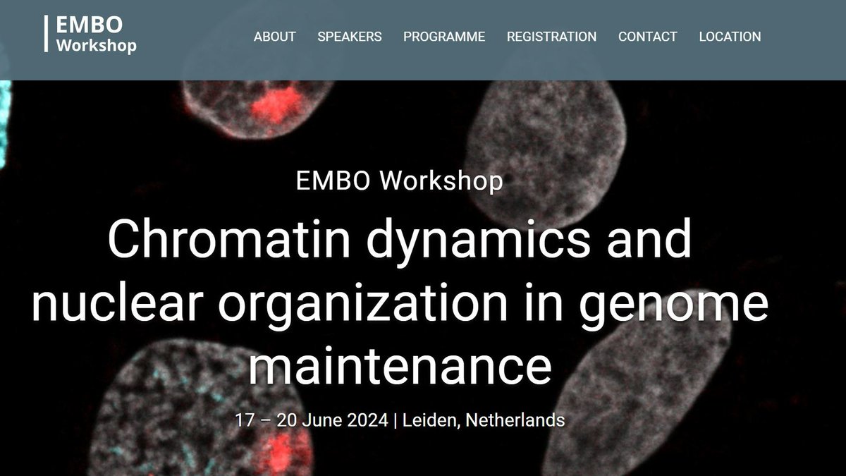The EMBO workshop 'Chromatin dynamics and nuclear organisation in genome maintenance' will take place from June 17-20, 2024, in Leiden, the Netherlands. Check our fantastic list of speakers and register before April 1, 2024 at meetings.embo.org/event/24-chrom…. Speaker slots available!
