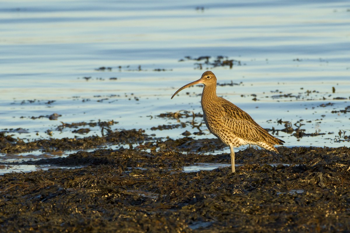 Lovely to see so many pics of #Curlews at UK coasts this time of year! Our wintering Curlews include lots of migrants from Scandinavia. Finland has most breeding Curlews in Europe. UK 2nd. With 1/4 global population breeding here, it's crucial we halt their decline.📷Jake Stephen