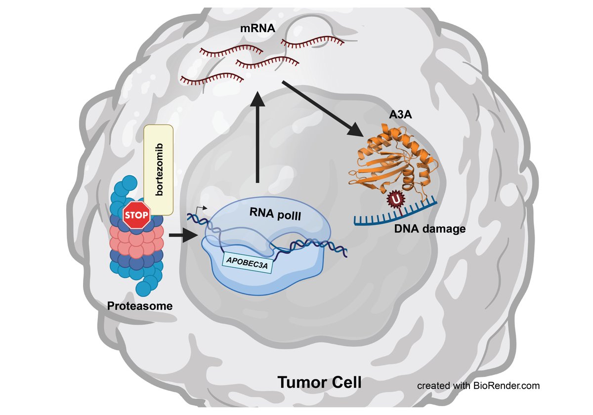 *NEW* work in NAR Cancer, from the lab of Steve Roberts, finds that certain cancer treatments increase the abundance of proteins that contribute to tumor progression, highlighting potential for new therapies. go.uvm.edu/roberts @UVMResearch @UVMLarnerMed @NAR_Cancer_EIC