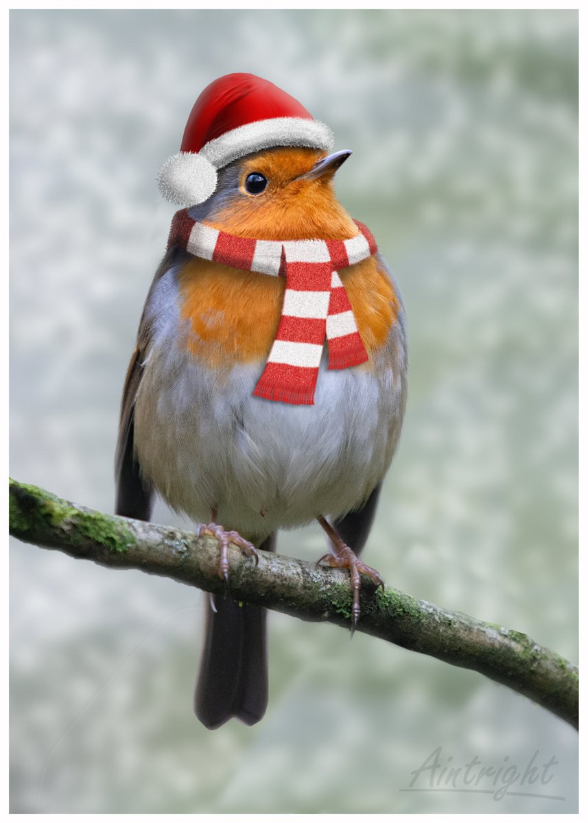 Seems appropriate for #NationalRobinDay and Christmas. #Christmas2023 #TwitterNatureCommunity #birdphotography #birds
@Natures_Voice
