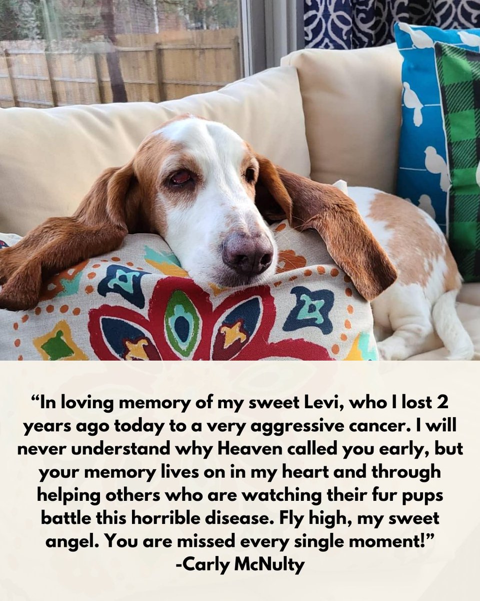 Love is being owned by a Basset Hound Dog Breed Themed Sign - Walmart  Business Supplies, image size:960x1200