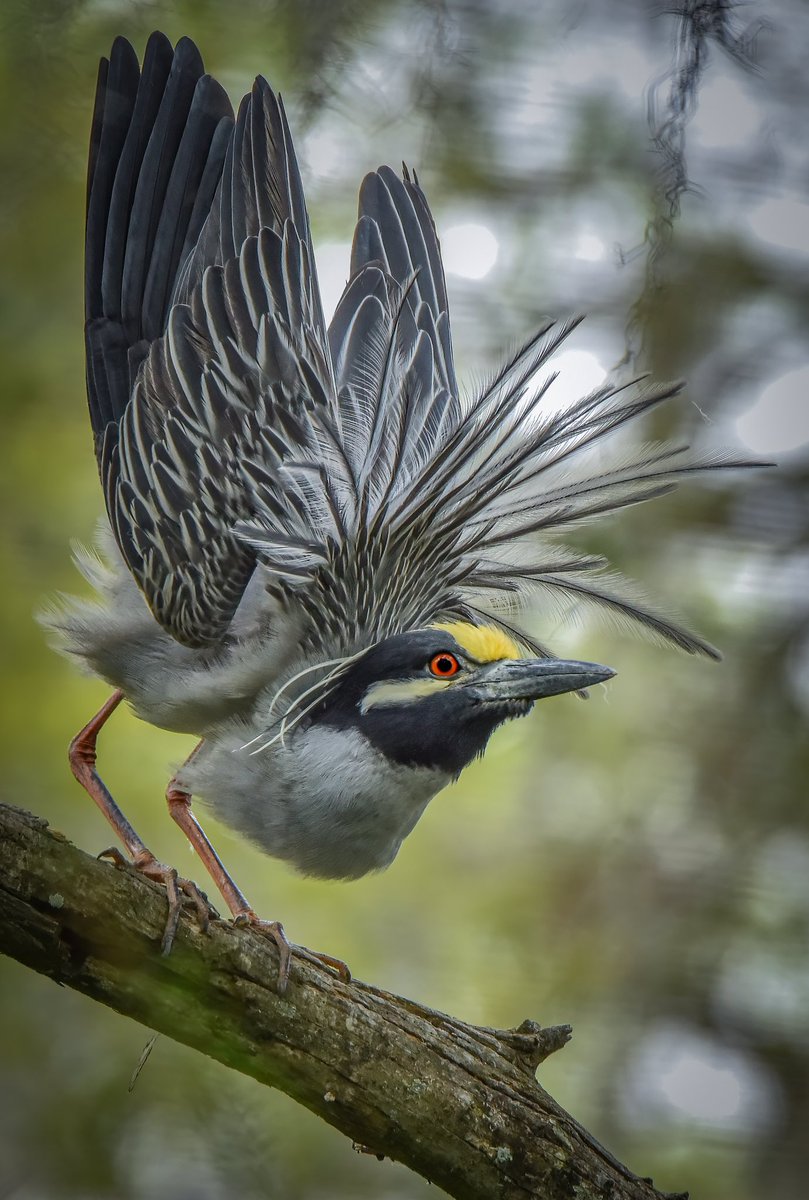 GOOD MORNING #TwitterNatureCommunity 📸📸 We’re finally nearing the weekend and I for one couldn’t be happier! Here’s another image from the Yellow Crowned Night Heron in Courtship Display. #TwitterNaturePhotography #BirdsOfX #BirdTwitter