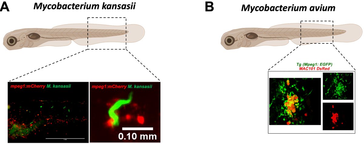 Now out @TrendsMicrobiol! Modeling nontuberculous mycobacterial infections in zebrafish. Fantastic exchanges and discussions with leaders in the field: @mattdjohansen @CentenaryInst, @oehlerslab @idlabs_astar and Herman Spaink @UniLeiden authors.elsevier.com/a/1iICW,L%7EyC…