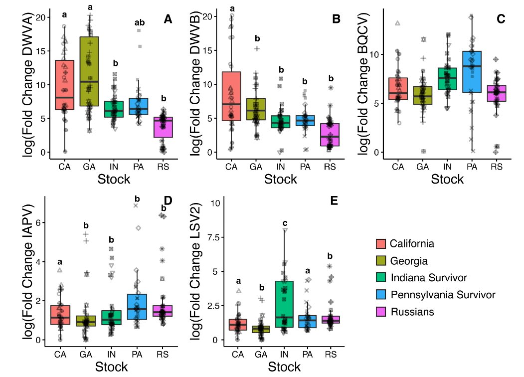 Margarita Lopez-Uribe (@mmlopezu) on Twitter photo Common #honey #bee stocks in the US show differences in intracolony variation of viruses such as DWV, IAPV, and LXV2. New paper in #JournalOfApiculturalResearch. Send me a PM if you'd like to have the pdf
<a href="/lopezuribelab/">Lopez-Uribe Lab</a> @Harpur
tandfonline.com/doi/full/10.10… Common #honey #bee stocks in the US show differences in intracolony variation of viruses such as DWV, IAPV, and LXV2. New paper in #JournalOfApiculturalResearch. Send me a PM if you'd like to have the pdf
<a href="/lopezuribelab/">Lopez-Uribe Lab</a> @Harpur
tandfonline.com/doi/full/10.10…