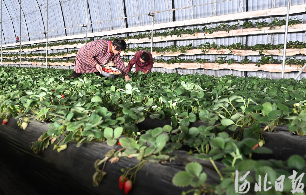 To counter the cold wave, #TaYuanzhuang in #Zhengding County uses scientific insulation measures, enhances #greenhouse #cropmanagement for stable production, securing the 'vegetable basket' supply. Reported by Hebei Daily