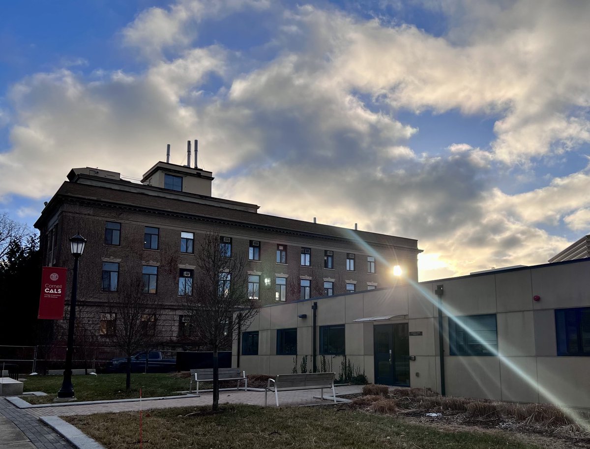 MagdalenLindebe's tweet image. Lighting up Plant Science! Renovation in progress @CornellCALS #CornellSIPS