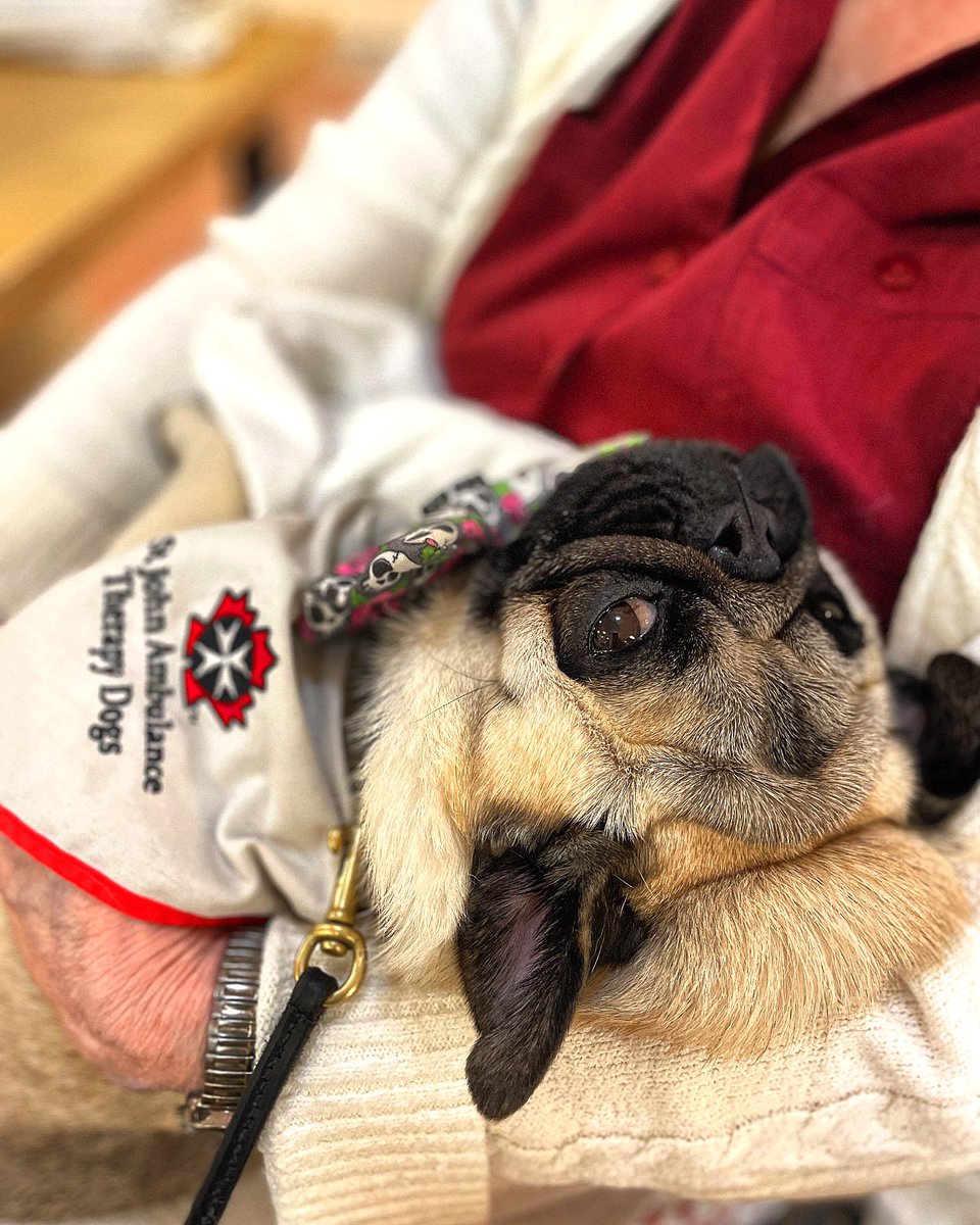 IgorPugDog's tweet photo. No …
I’m not “plotting” anything ~ Crowley 

#pug #therapydog #workingdog #sistersofstjoseph #ldnont https://t.co/97OZUcuhLh