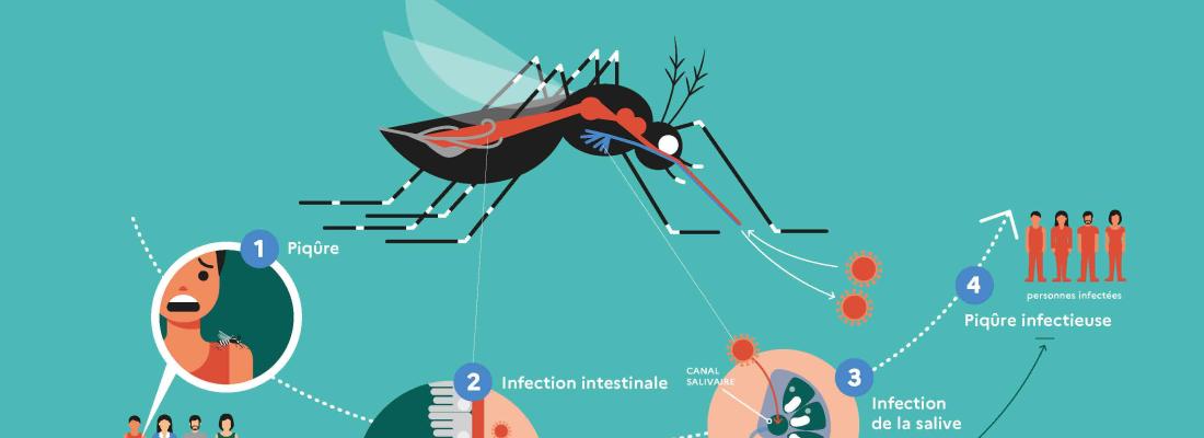 [#Retro2023]

🦟 Présent depuis 2012 en région #auvergnerhalpes, le moustique-tigre est au cœur de #MousTeam, initiative de sciences citoyennes lancée à Lyon en septembre dernier.

👋 #IVPC, @INRAE_DPT_SA  

▶️ inrae.fr/actualites/mou…
