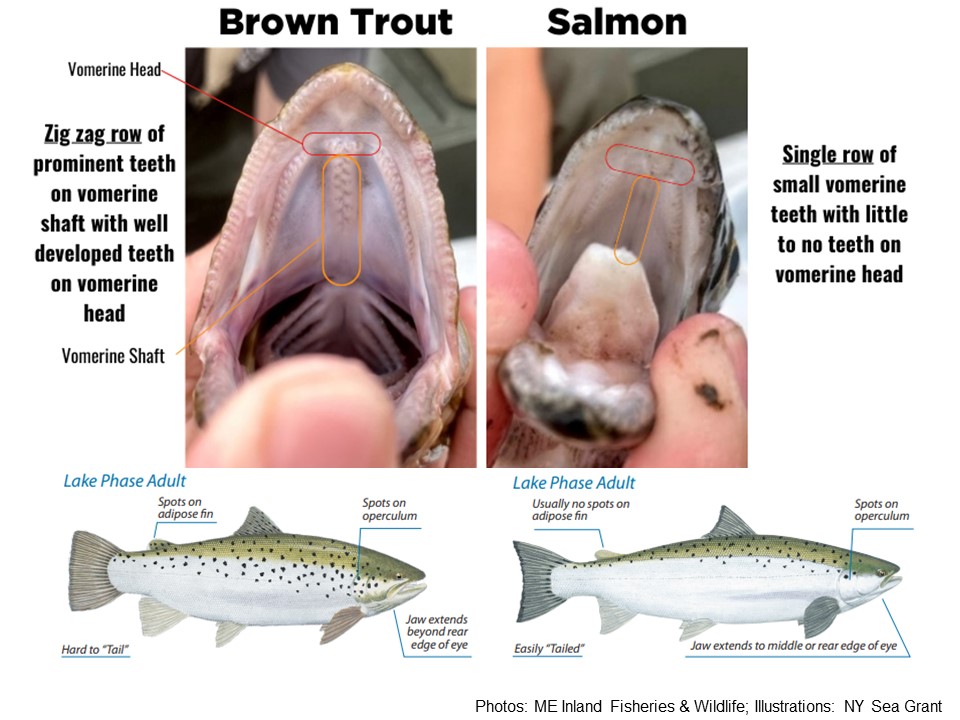Katie O'Reilly on X: Adult Atlantic salmon can look very similar