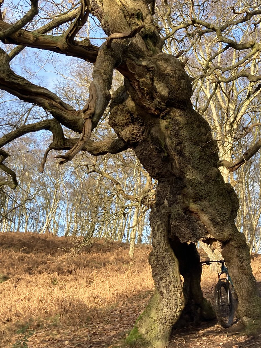 Beautiful albeit it 🌬️🌬️ morning on #cannockchase Found the Groot tree thought to have inspired the legendary Treebeard that appeared in the Lord Of The Rings