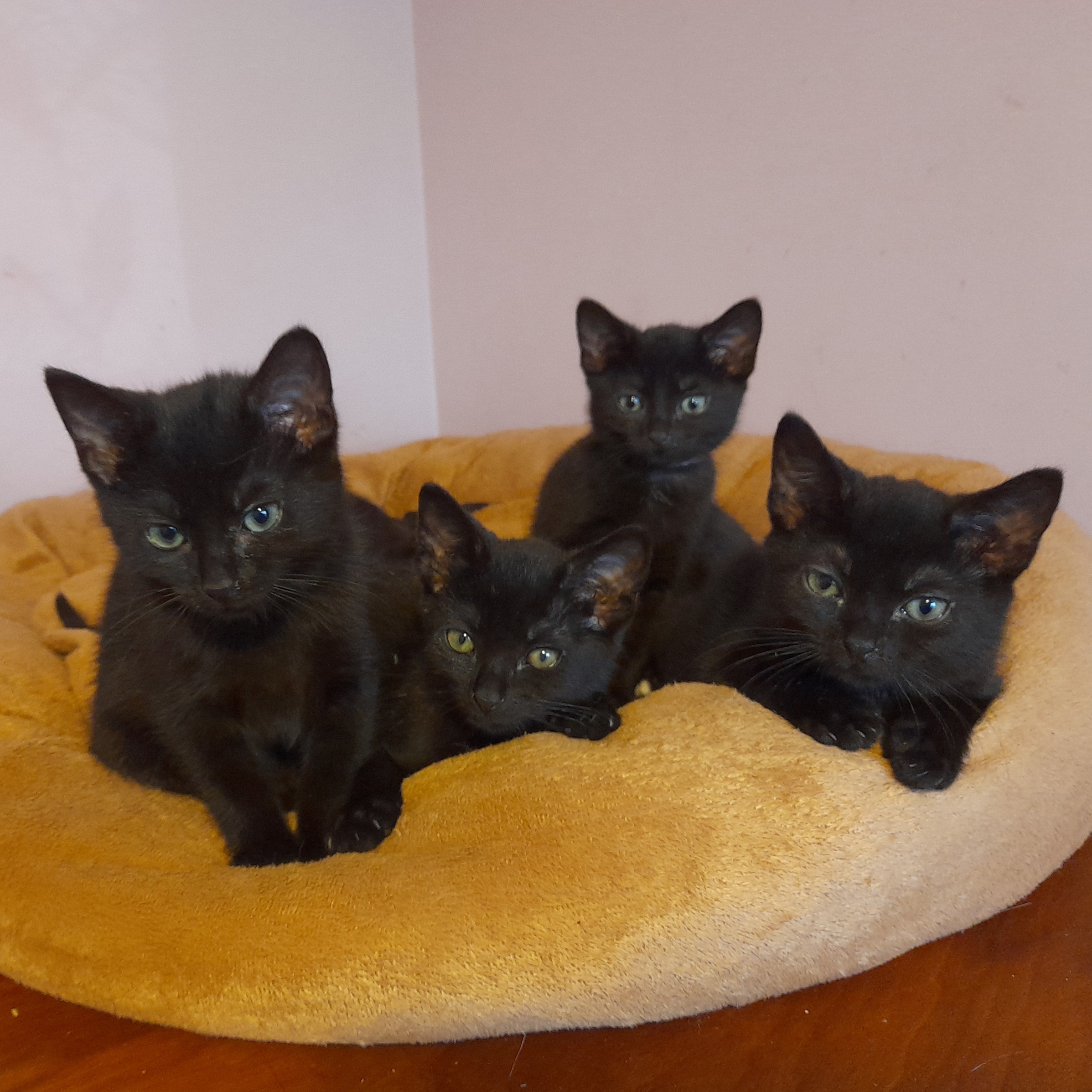 Cats Protection on X