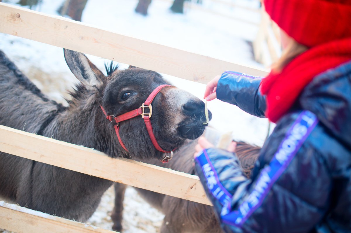🎄 Experience the charm of the festive season at Mildenhall market with our two special guests, Teddy and Toby, the friendly donkeys!

Browse the stalls filled with unique gifts and snap a selfie with our festive four-legged friends. 

📅  Friday 22 December, 9am - 3pm