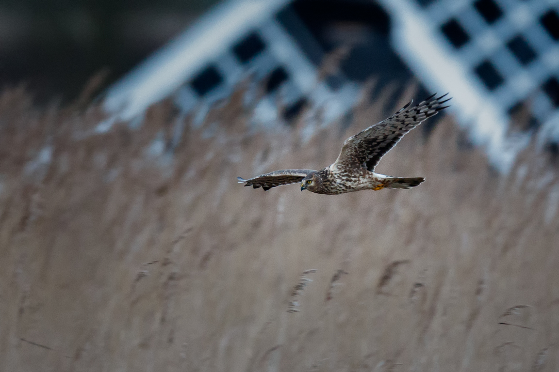 The hen harriers are back at Wicken Fen! On our most recent #wildlife count, the rangers spotted: - 4 hen harriers (3 male, 1 ringtail) - 18 marsh harriers - A record 331 whooper swans - 17 cranes - A bonus starling murmuration! 📸 NT/Richard Nicoll @East_England_NT #nature