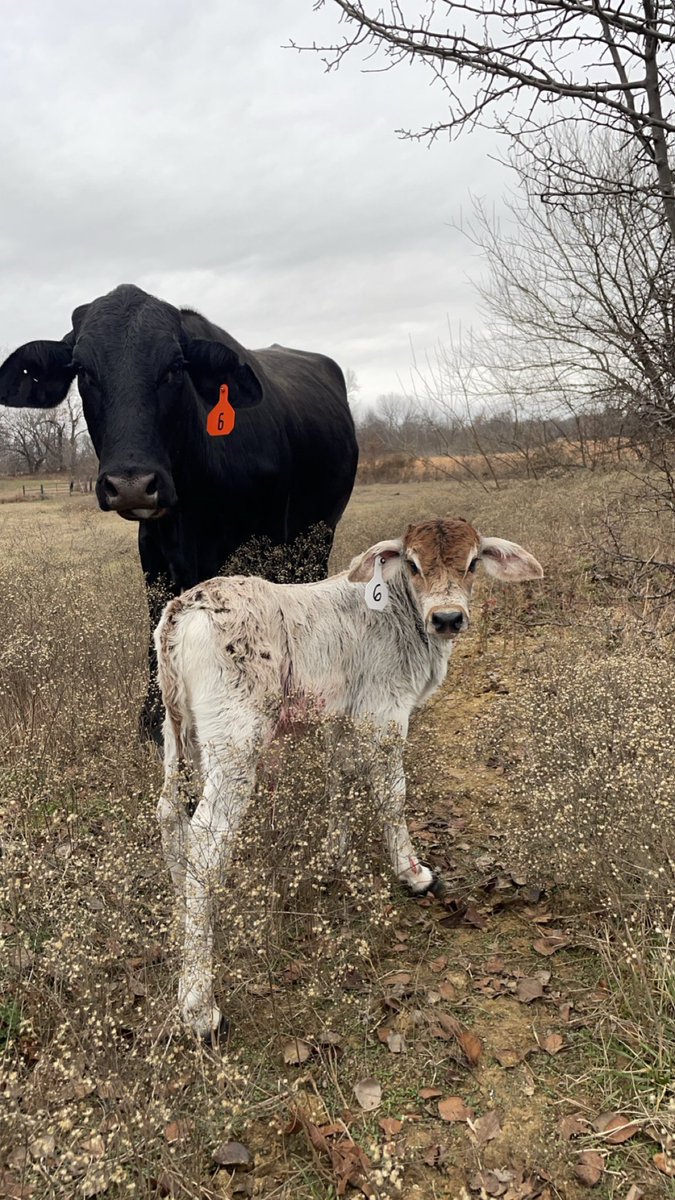 Zane Cook (@_zcook) on Twitter photo 