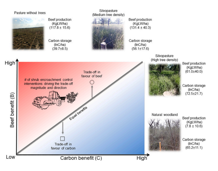 Una ganaderia sostenible es posible en el Gran Chaco! 
Nuestro ultimo trabajo, revela que el manejo selectivo silvopastoril permite una produccion igual o mayor de carne que sistemas sin arboles, conservando entre el 60-70% de la biomasa del bosque! sciencedirect.com/science/articl…