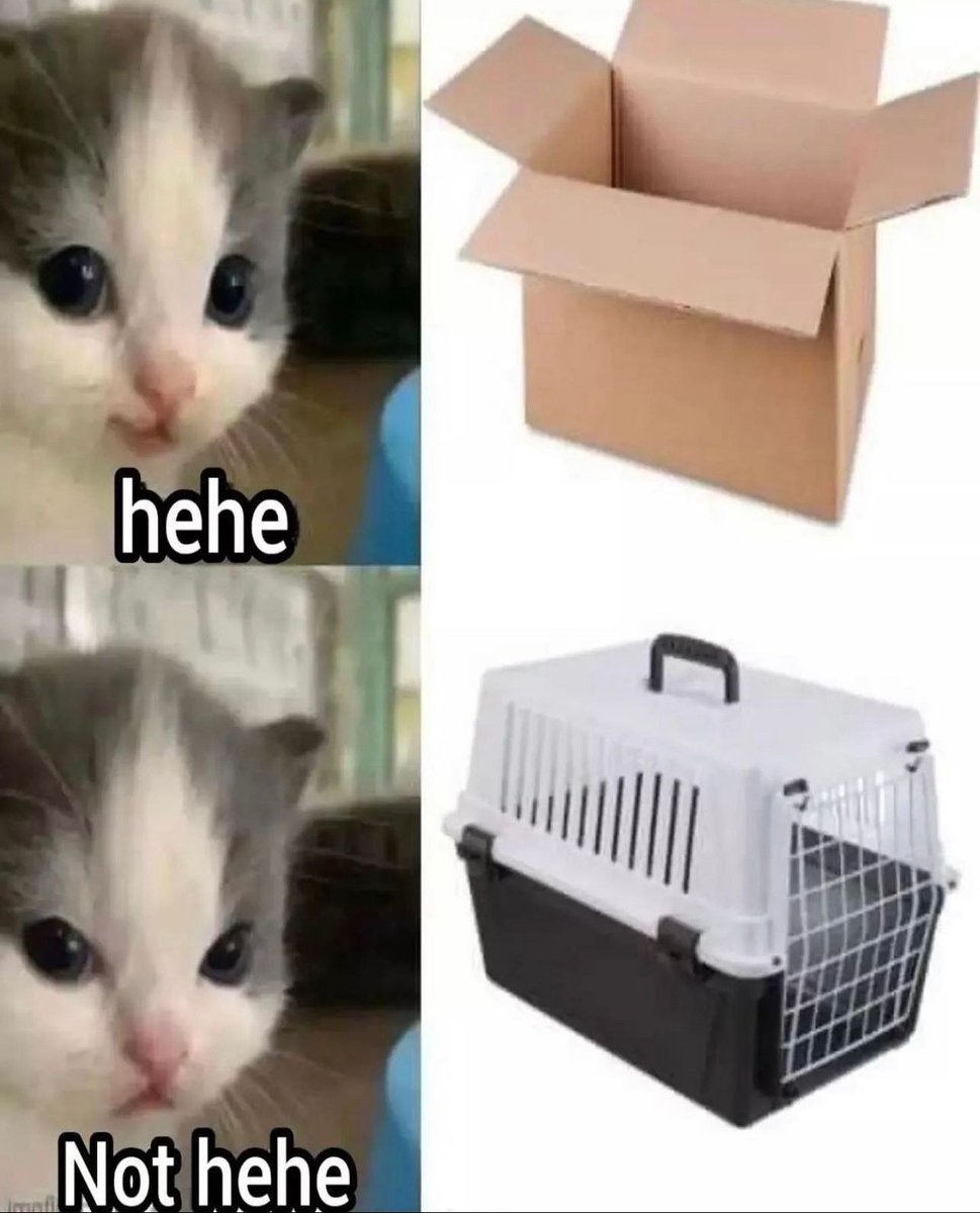 PostsOfCats's tweet image. 