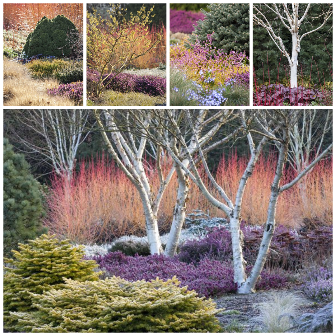 GardenDesignMag's tweet photo. “A winter garden is about light as much as it is about plants,” says Adrian Bloom—horticulturist and garden designer. Photo by Richard Bloom. https://t.co/XhNNOMV0v6
