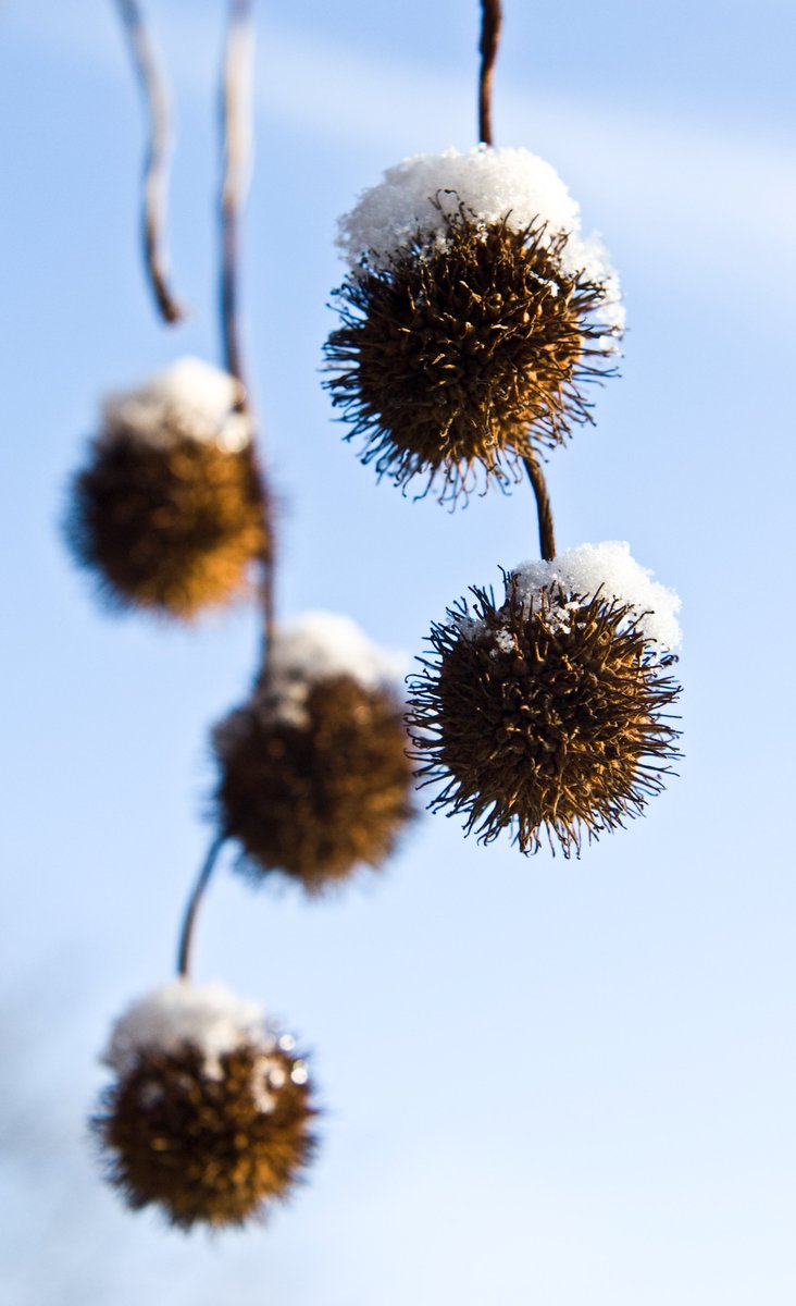 🎄❄️Wishing our wonderful volunteers, visitors, artists and colleagues a warm and jolly festive season! Thank you for making the Botanics an exceptional space that allows creativity and knowledge to flow.🎄❄️ Image: Platanus orientalis in @TheBotanics by Lynsey Wilson.