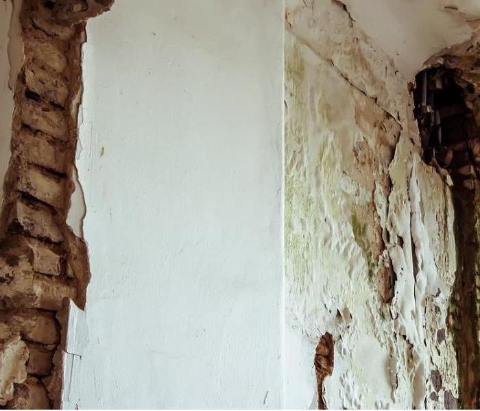 What You Need to Know About Mold &amp; Mold Remediation ow.ly/hvkN30syatS

(480) 503-2090. 24-7@servpro.com.
#SERVPROTeamPhoenix #remediationservices #damagecleanup