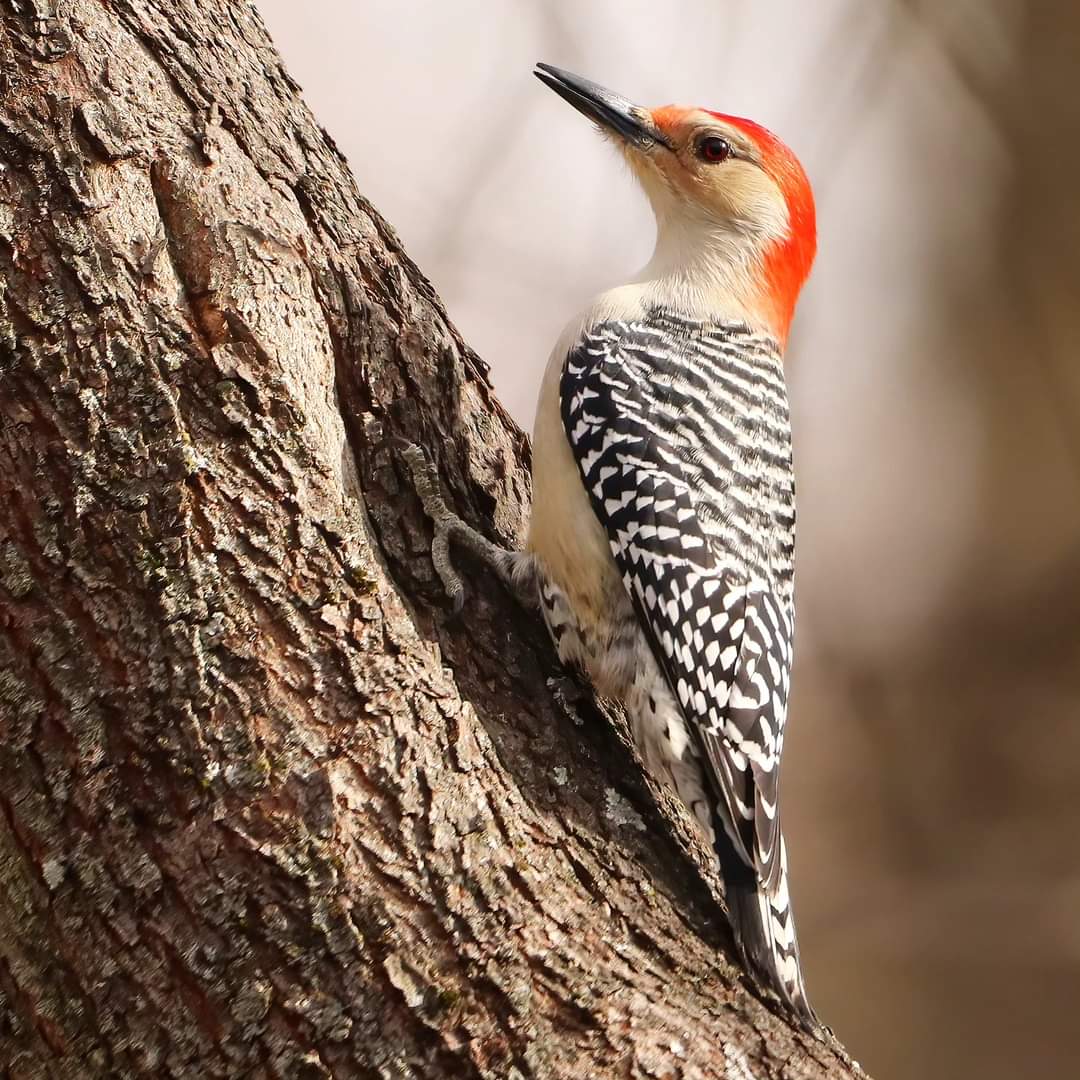 Stunning as always...
#stunning #stunningasalways #asalways #ohiobirding #redbelliedwoodpecker #redbelliedwoodpeckers #redbellied #woodpecker #woodpeckers #birds #favoritewoodpecker #favorite #ohiobackyardbirding #backyardbirding #ohiobirdworld