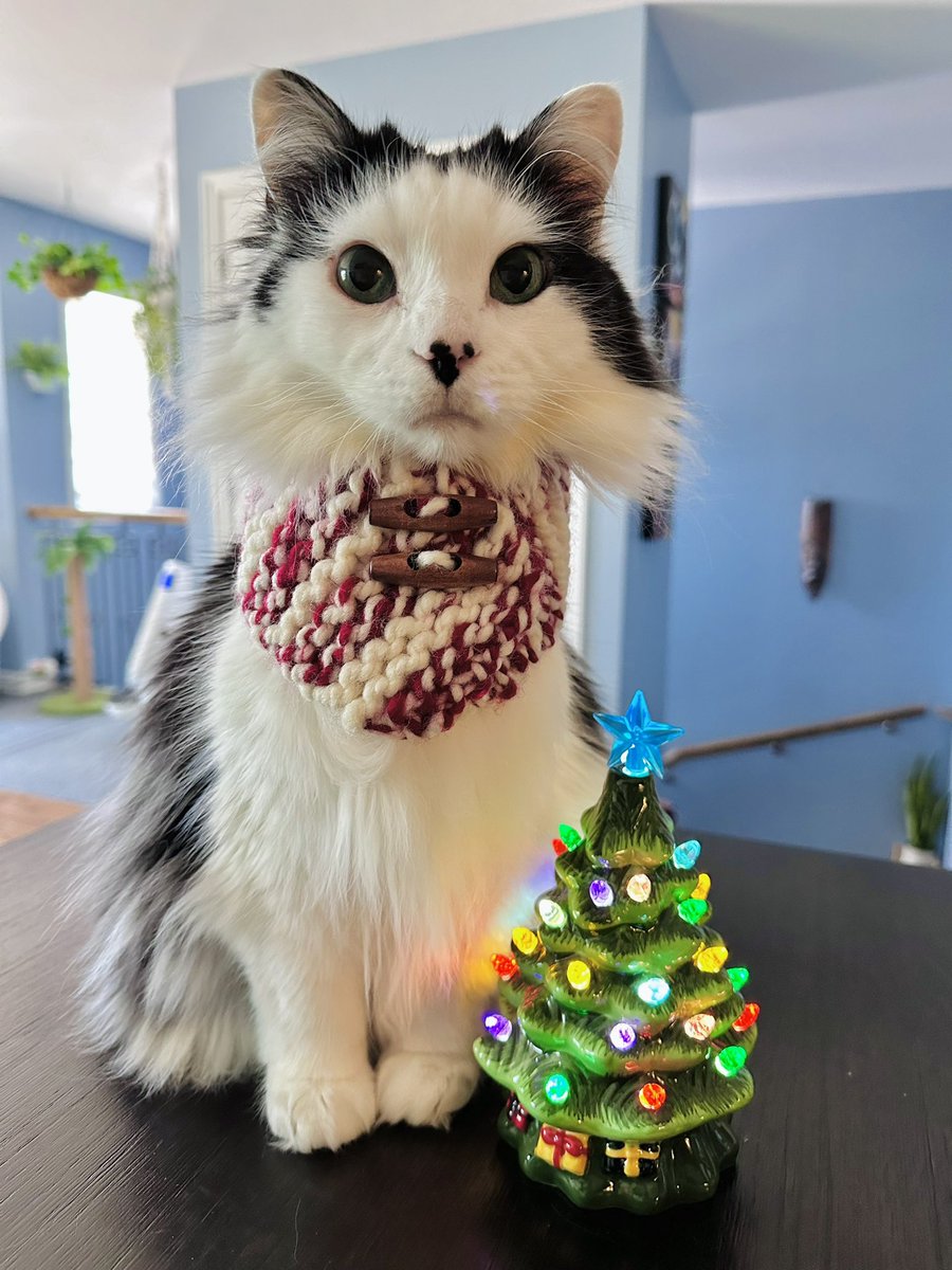 Only 4 more sleeps till Christmas! 🎄 

#theoreocat #CatsOfX #CountdownToChristmas