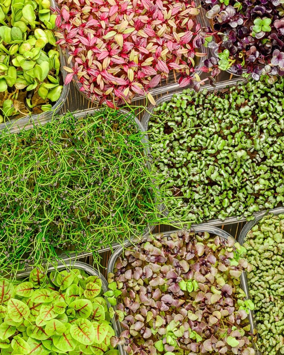 Unlocking the potential of CEA! 🌿🌷 Microgreens: the hassle-free choice for growing in a controlled environment 🌱 
Visit hubs.ly/Q02dzJYq0 to learn more about our CEA solutions!

#KroptekInnovates #MicrogreensMagic #KroptekSolutions