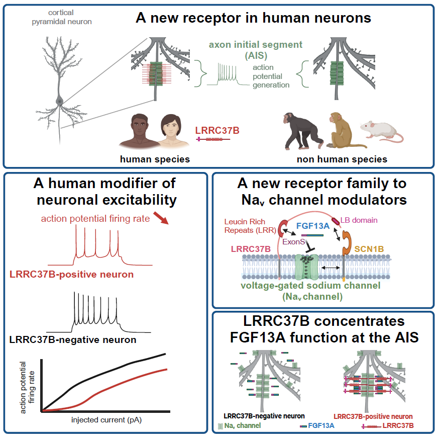 Our study is out @CellCellPress! Human neurons display a receptor LRRC37B that is a modulator of neuronal physiology in our species. It binds FGF13A and SCN1B, both linked to nervous system disorders. A new molecular pathway to modulate sodium channels🧠sciencedirect.com/science/articl…