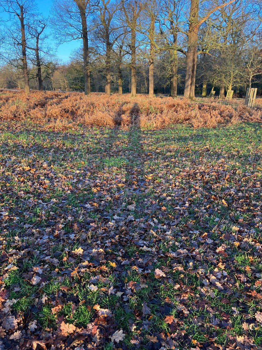 Long shadows at the turning of the year in #Richmond Park, #solstice2023