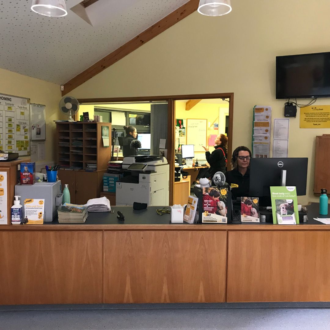 Elf helping out in our reception today. 💛 Our friendly reception team and adoption advisors are busy matching homes for the dogs. 🐾 Our general browsing is closed during Christmas Day, Boxing Day and New Years Day. #TheElfOnTheShelf #ADogIsForLife