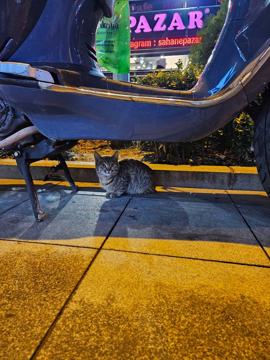 sen de Ankara'dan bıktın dimi keduş