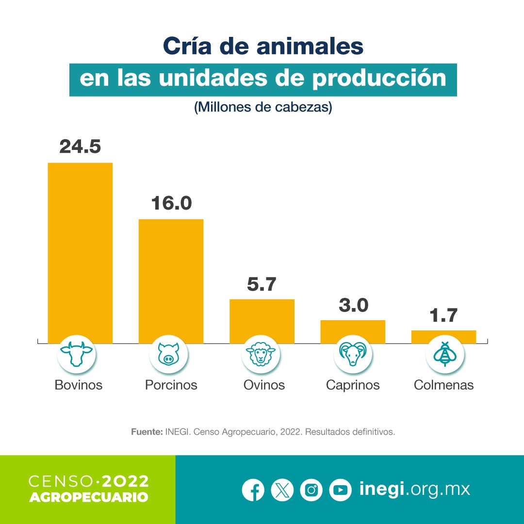 #TeCuentoQue en 2022, las unidades de producción en México contaron con una existencia de 24.5 millones de cabezas de «bovinos» como animales de cría. Conoce más en los resultados definitivos del Censo Agropecuario, 2022: inegi.org.mx/programas/ca/2…