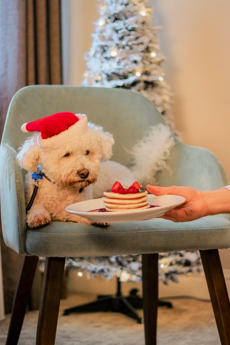 Pawsitively perfect holidays await at The Kingsley! Embrace the festive season with your furry companions as we roll out the red carpet for our four-legged guests. 🐾🎄

Paw Policy
thekingsley.ie/paw-policy 

#TheKingsley #DogFriendlyCork #PetFriendlyHotel
